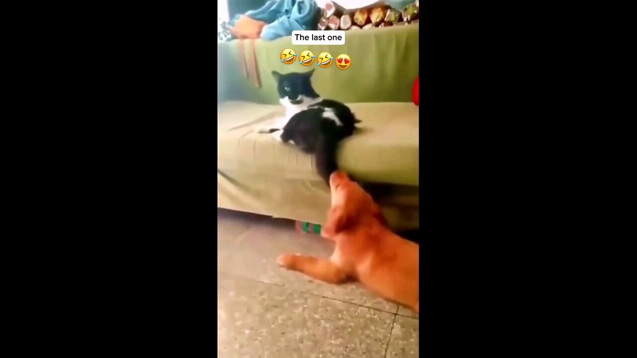 Dog funny video 😂🐕🐶😆