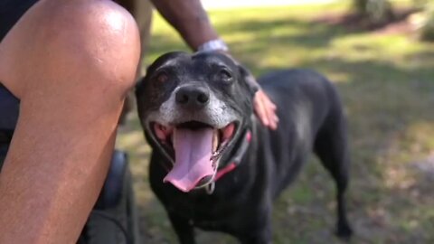 Check This Out: Dog credited with saving owner's life in Florida