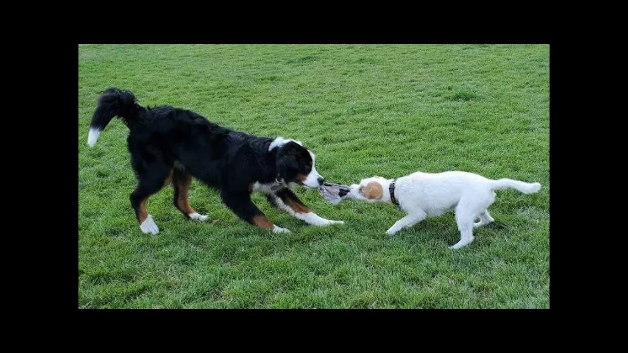 [Jack Russell Terrier Ares] who would win the tug of war?