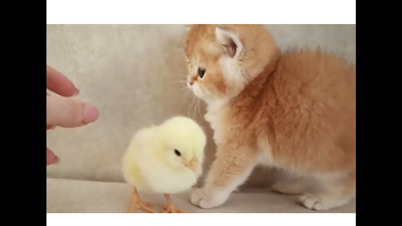 De mignons chatons britanniques à poil court se rencontrent et marchent avec un petit poulet