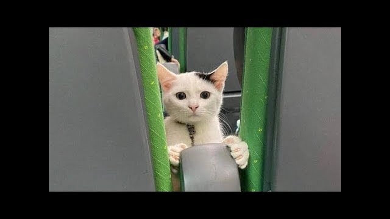 Best Funny Animal Videos Of The 2023 | Funniest Cats And Dogs Videos πΊπππΆ Funny cat & dog vid
