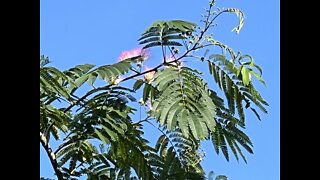 5JUNE22 - Garden Birds