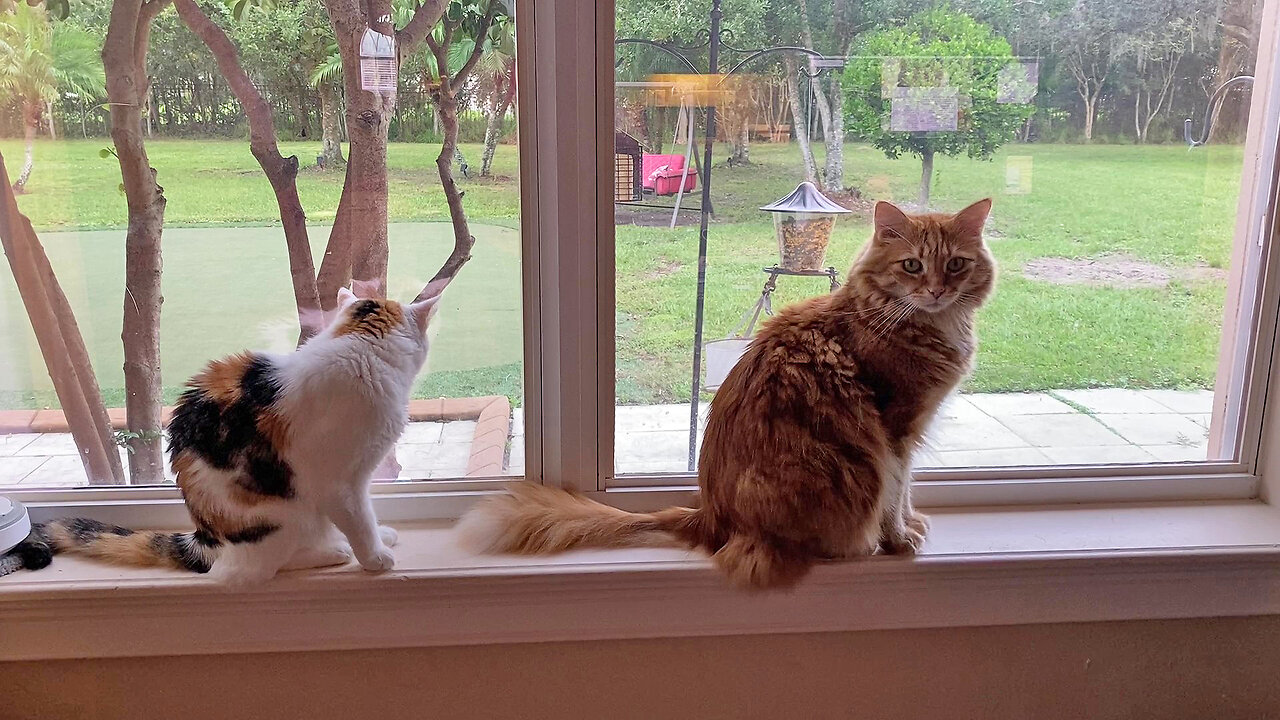 Funny Great Dane Accidently Interrupts Cats' Squirrel & Birdwatching