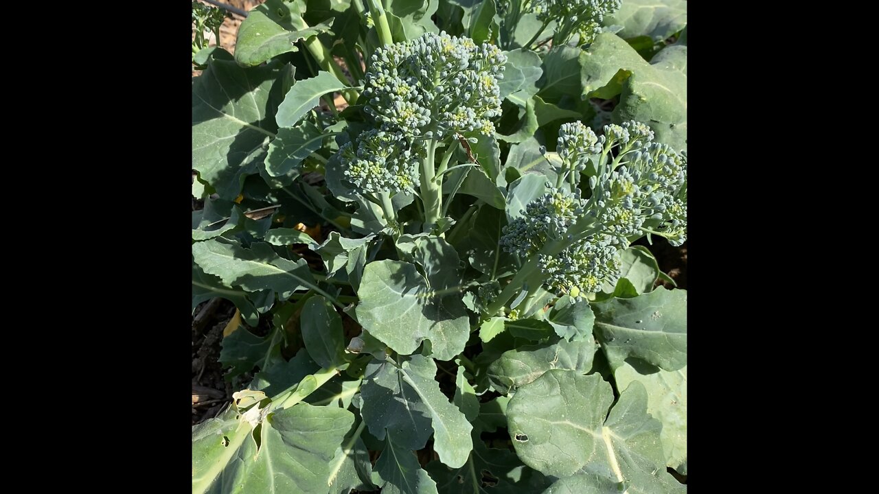 Broccoli 🥦 Harvest 2022