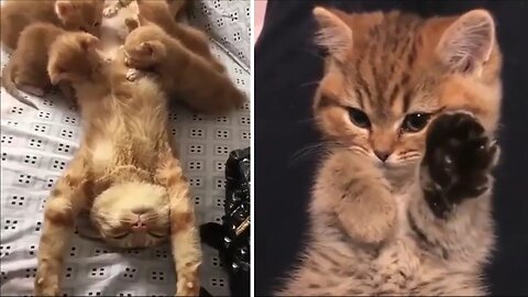 Funniest Animals 2023 😂 Funny Dogs and Cats Videos 😺🐶