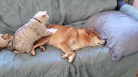Cat-Massage therapist. Funny Animal Videos.