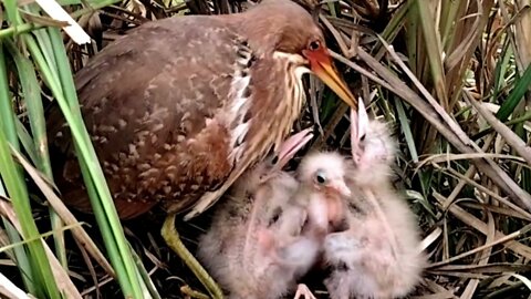 Part_02 Very nice Babies Enget 👶 feeding from MOM ❤ @Fish Farm CK