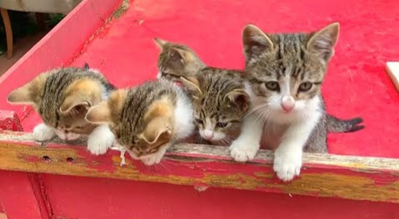 The mother cat was driven insane by her five milk-loving kittens.