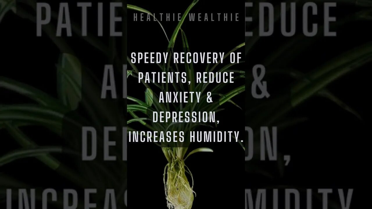 Know Your Spider Plant For A Healthy Lifestyle || #health || #shorts