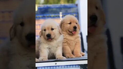 so beautiful sweet Little puppies 🐕👍👍❤️ #shorts #shortsfeed #clips #shortvideo