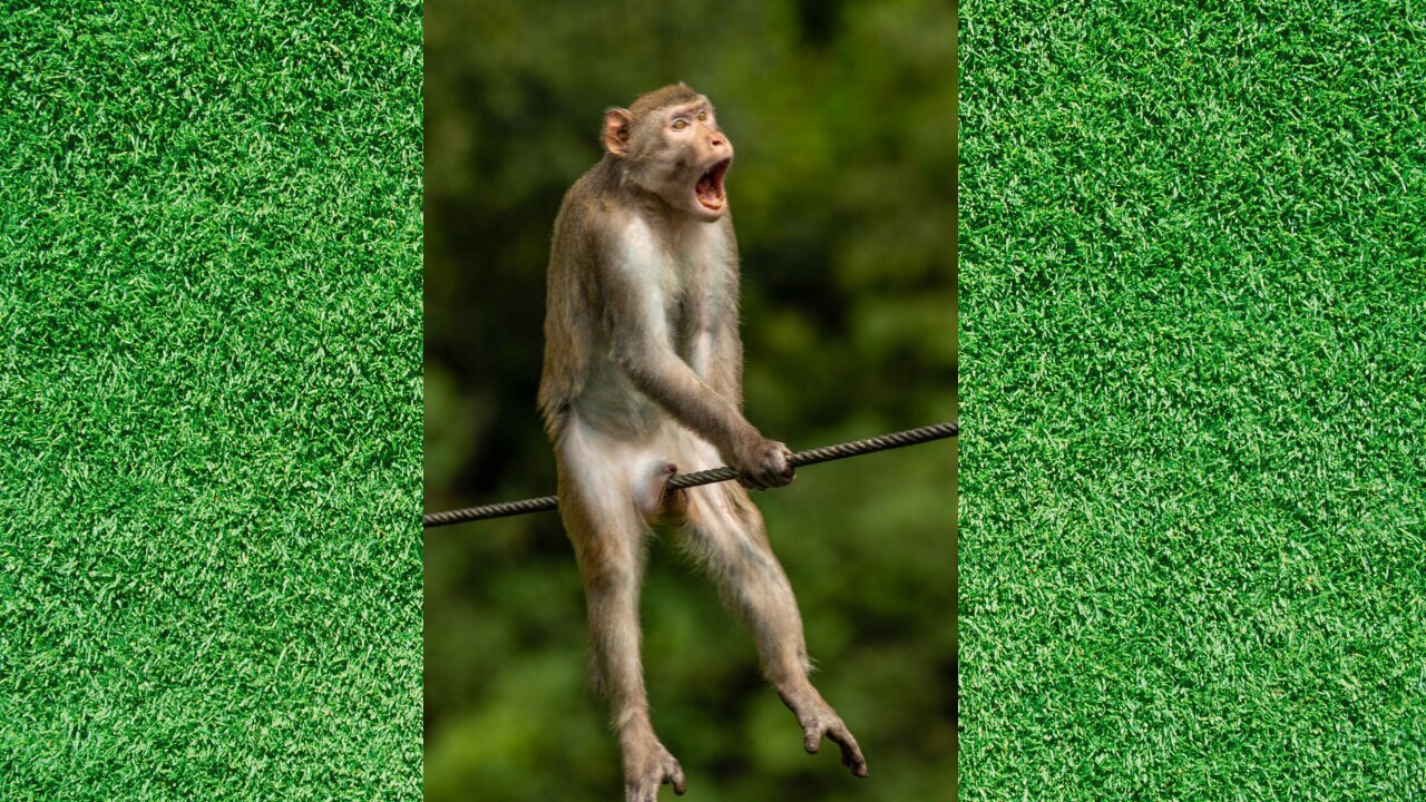 Funny animals_Ultimate animal videos 2023