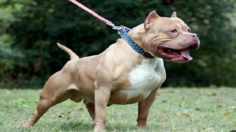 #Types of dogs Pitbull fiercest collar