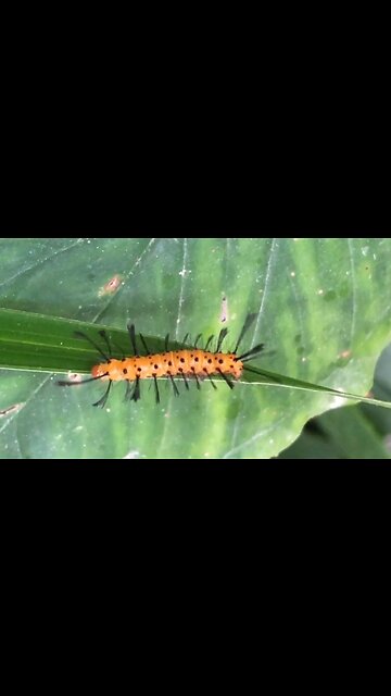 WILDLIFE IS COOL Ep.5