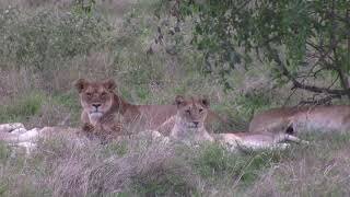 Large Pride of Lions