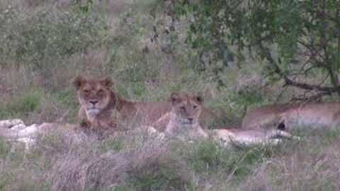 Large Pride of Lions