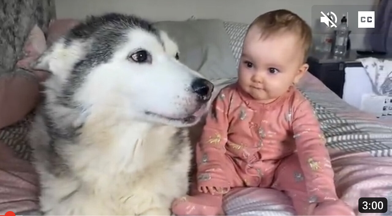 Scared Baby Refuses To Sleep In Her BIG Bed Without Her Husky!!😭. [CUTEST VIDEO EVER!!]