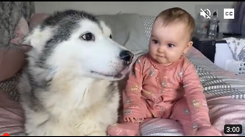 Scared Baby Refuses To Sleep In Her BIG Bed Without Her Husky!!😭. [CUTEST VIDEO EVER!!]