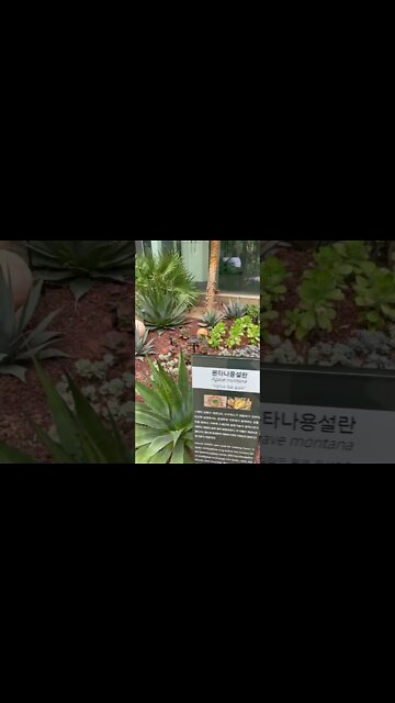 서울식물원 온실 강서구 마곡 용설란 선인장