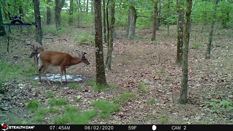 Early season scouting 3 whitetail bucks in New Jersey