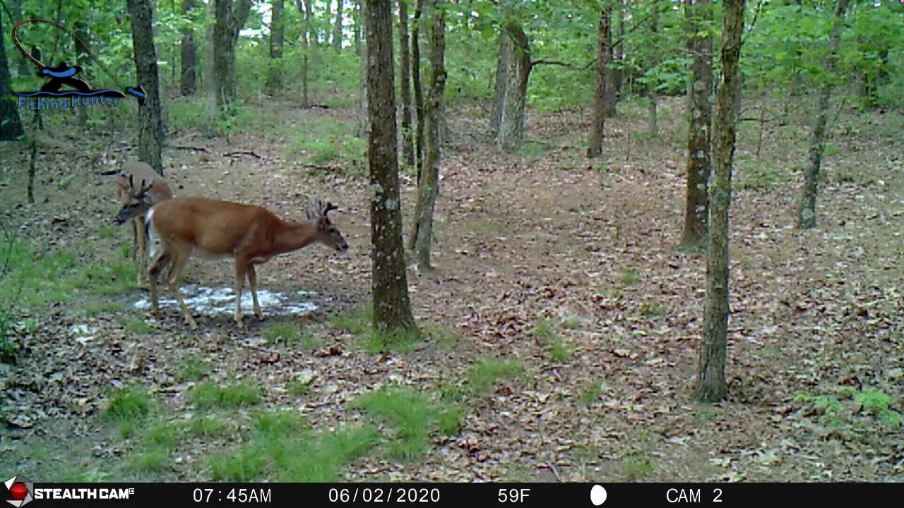 Early season scouting 3 whitetail bucks in New Jersey