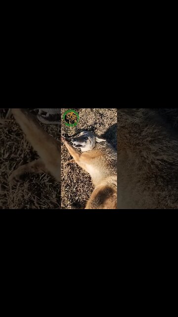 Coyote No. 34 Wasn't As Mean As He Let On #outdoors #trapping #viral #fyp