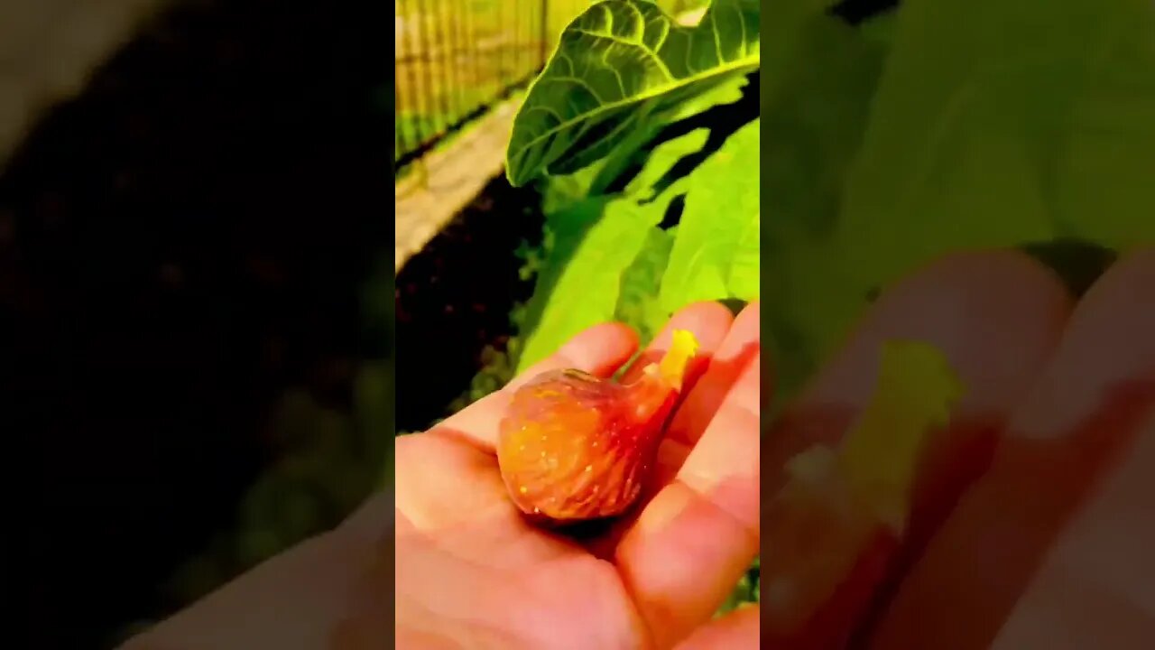 Jenny’s Super Excited Tasting her 1st fig right from the tree! 🌳 #shorts #viral #tiktok