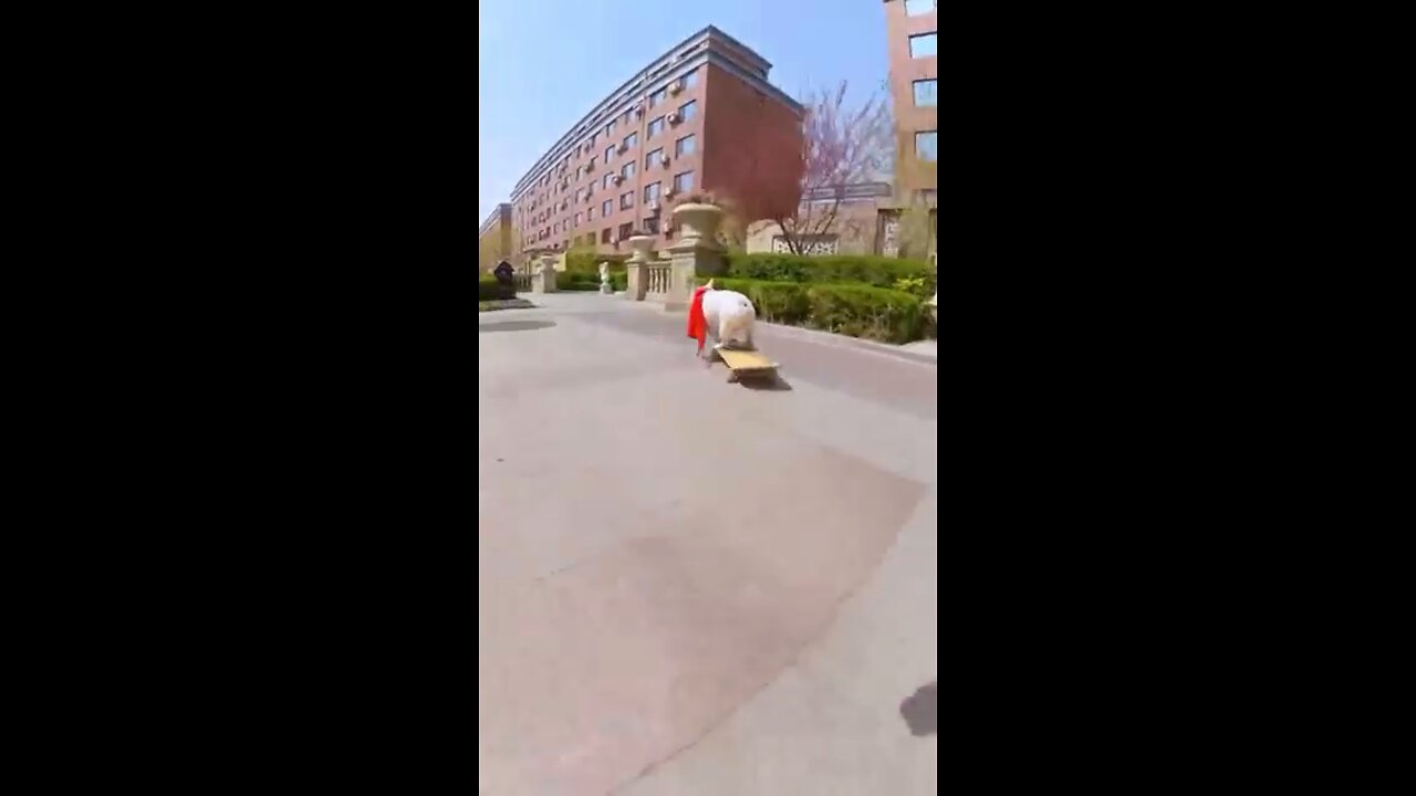 Skatedog 7