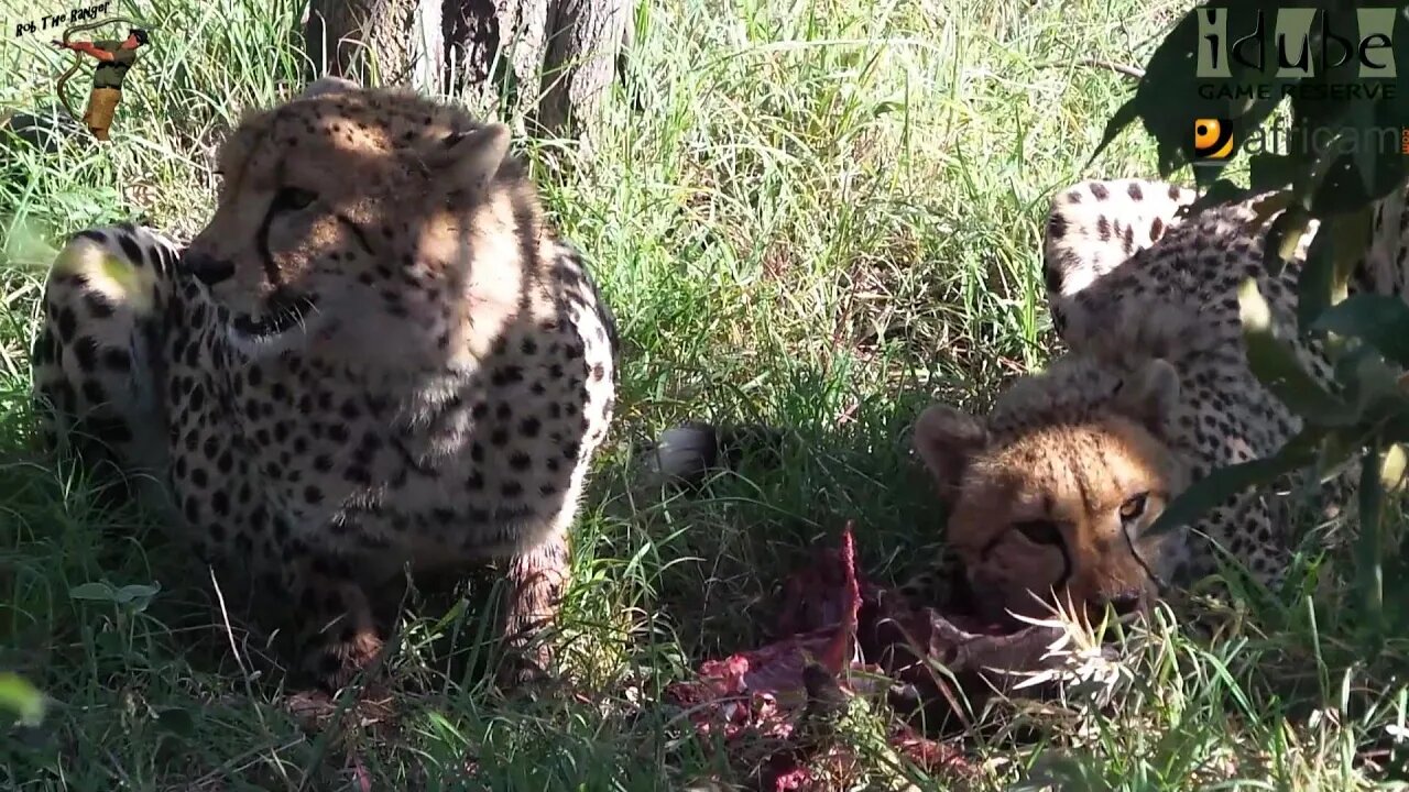 Cheetah Siblings Eat Duiker