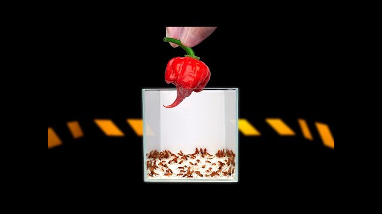WHAT IF 100 HUNGRY COCKROACHES SEES CAROLINA REAPER 【LIVE FEEDING】