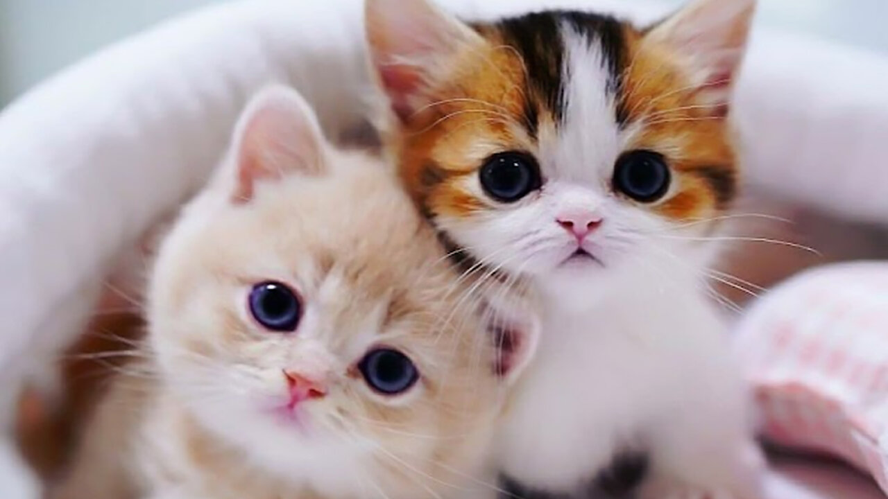 Funniest Animals 😂 Funny Dogs and Cats Videos 2023 😺🐶