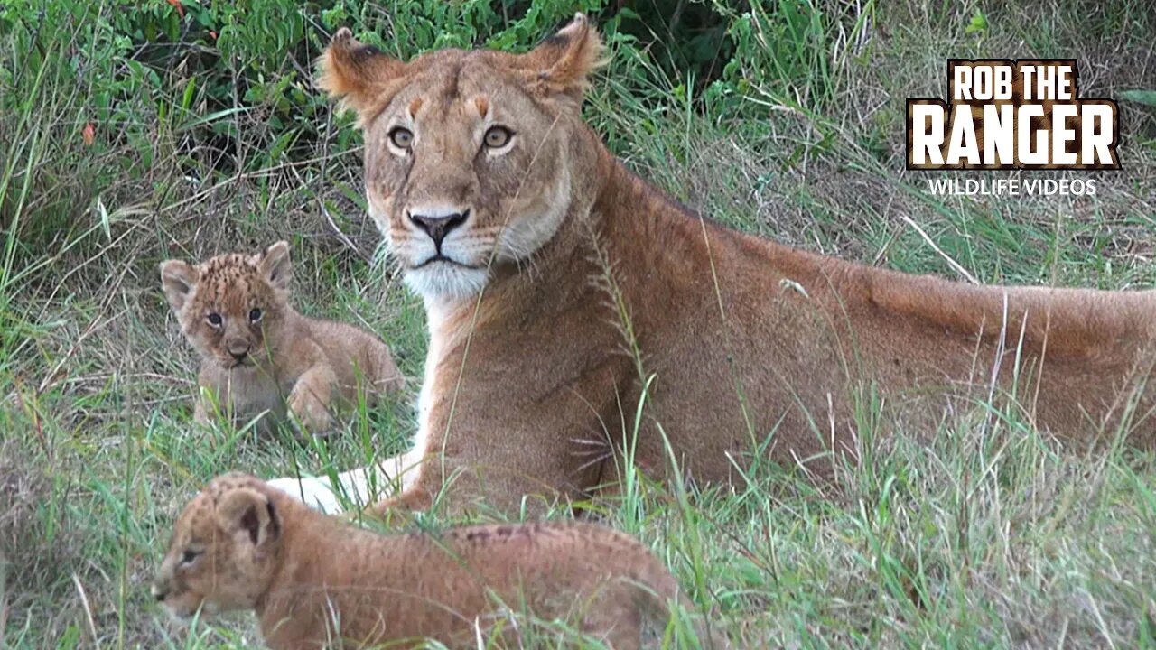 Lioness And Cute Lion Cubs | Maasai Mara Safari | Zebra Plains