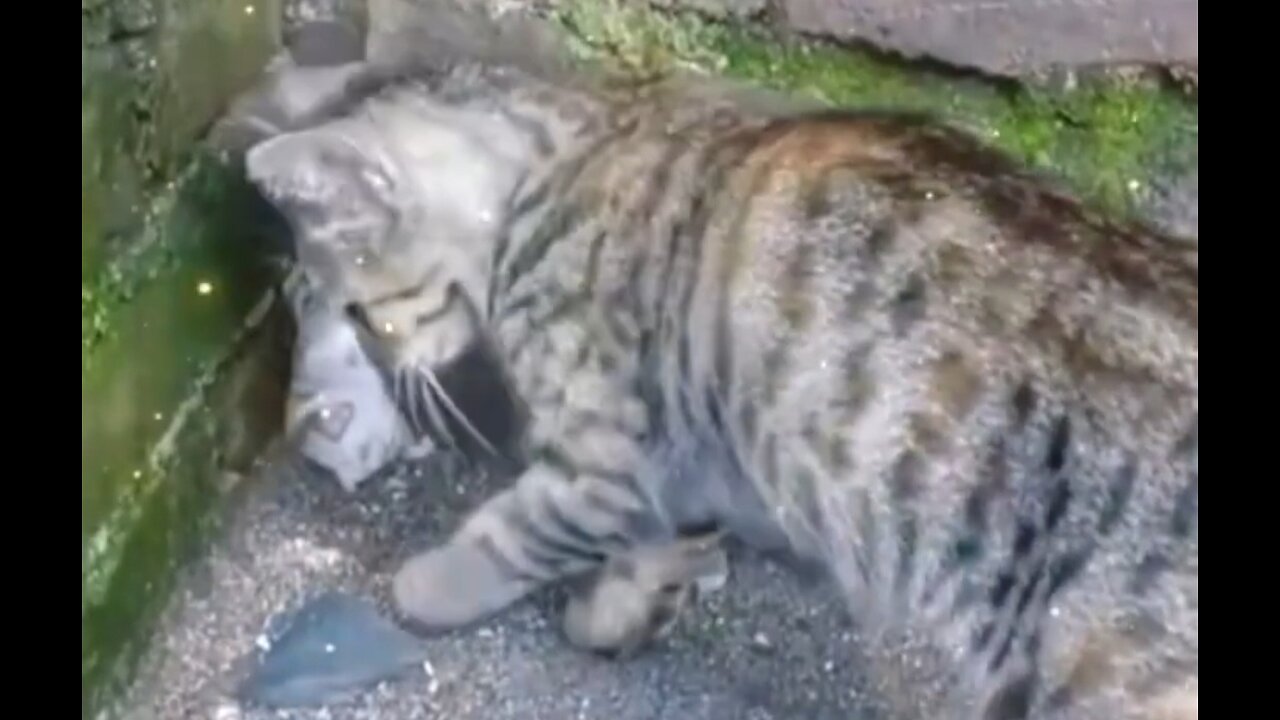Cute Animals