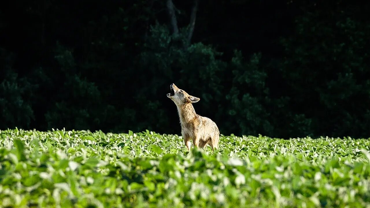 16 Coyotes in 3 Minutes