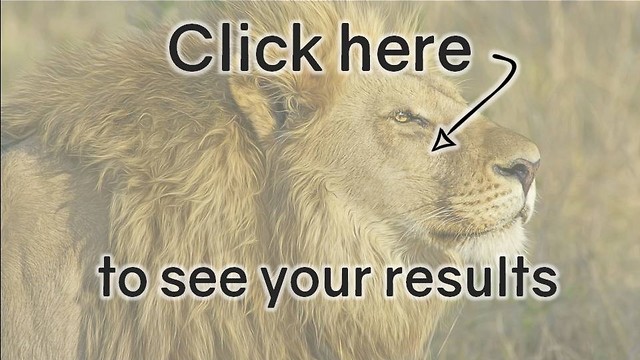 Animal Quiz: Average Score