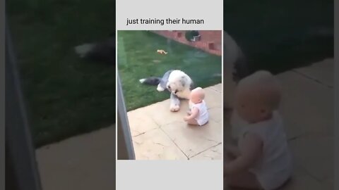 just training the human