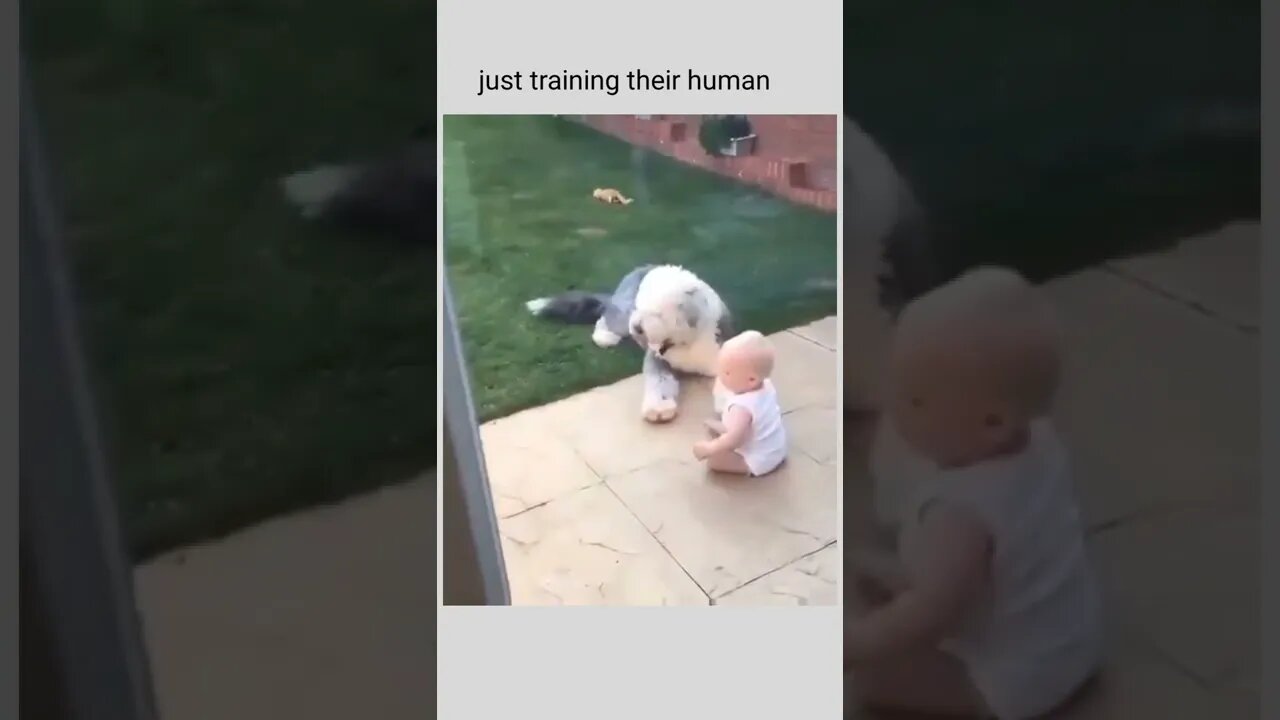 just training the human