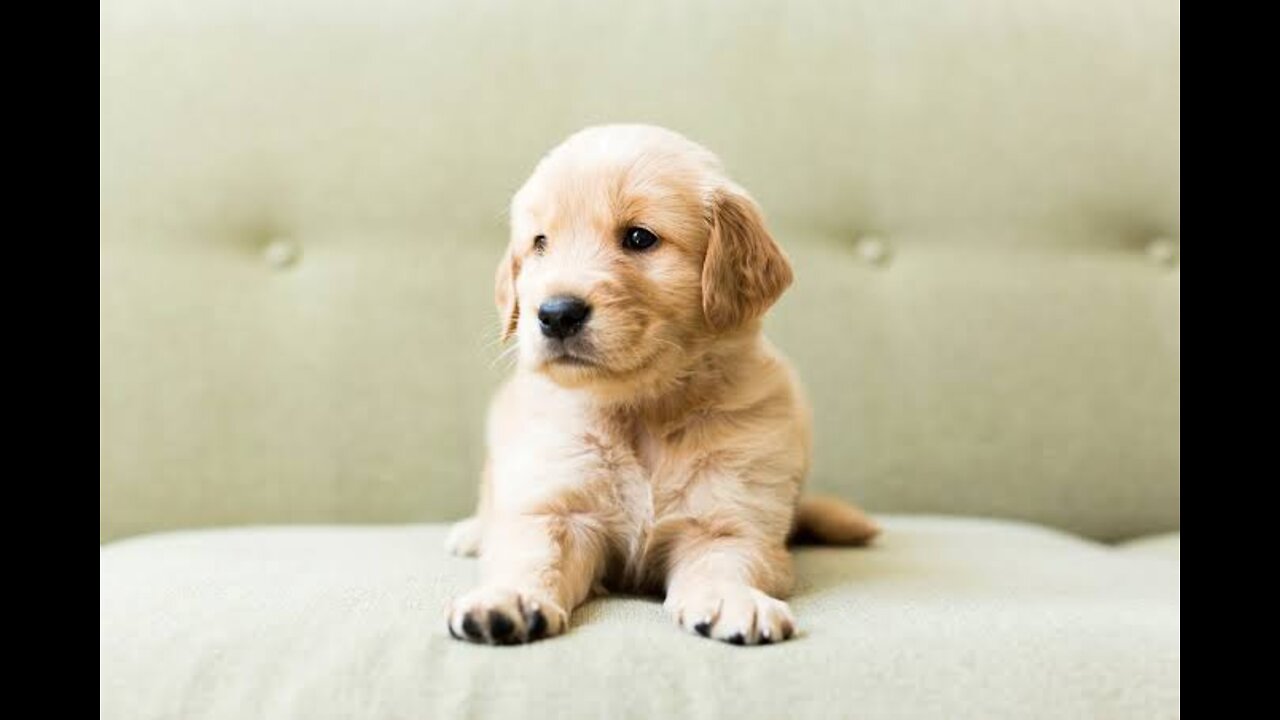 Jackson Labrador Boy Learning Vert Fast