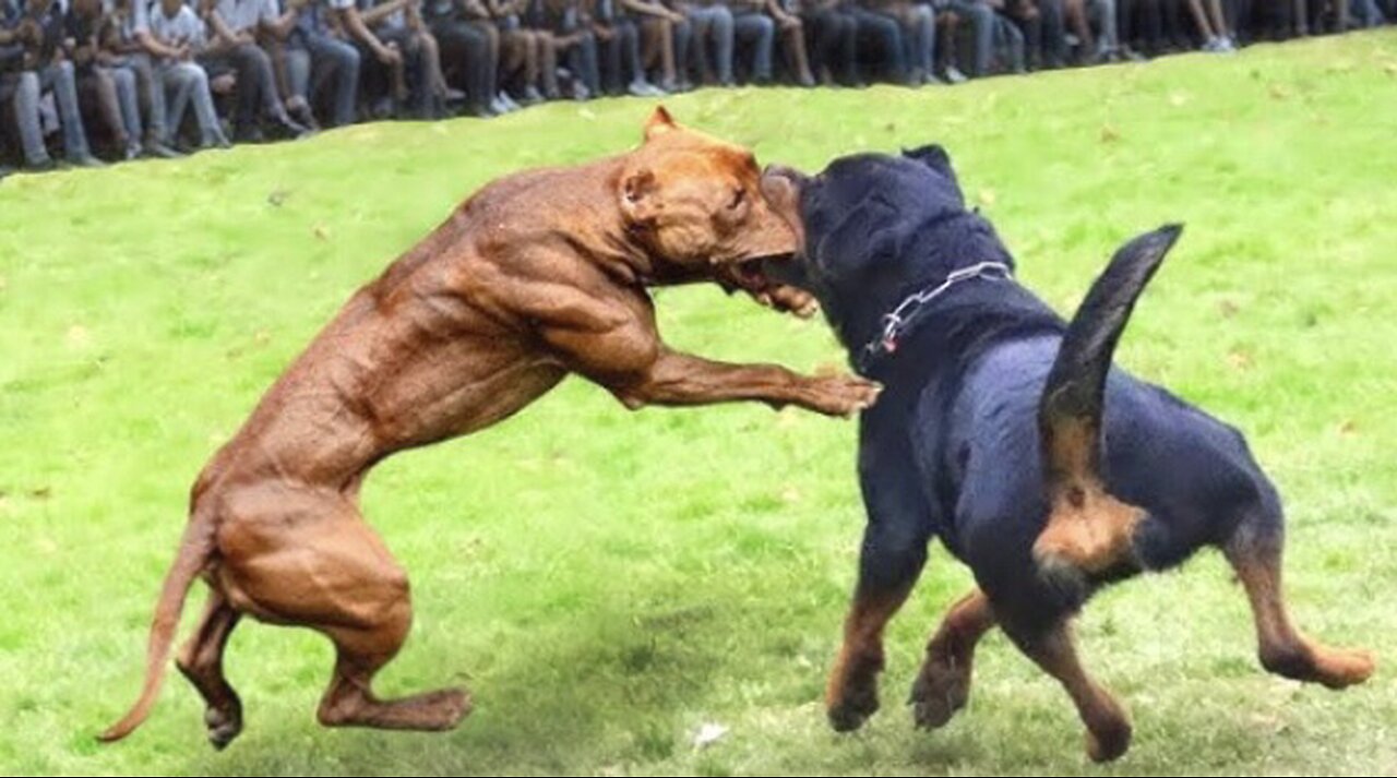 Rottweiler vs Pitbul Terrier Dog | Dog Fight