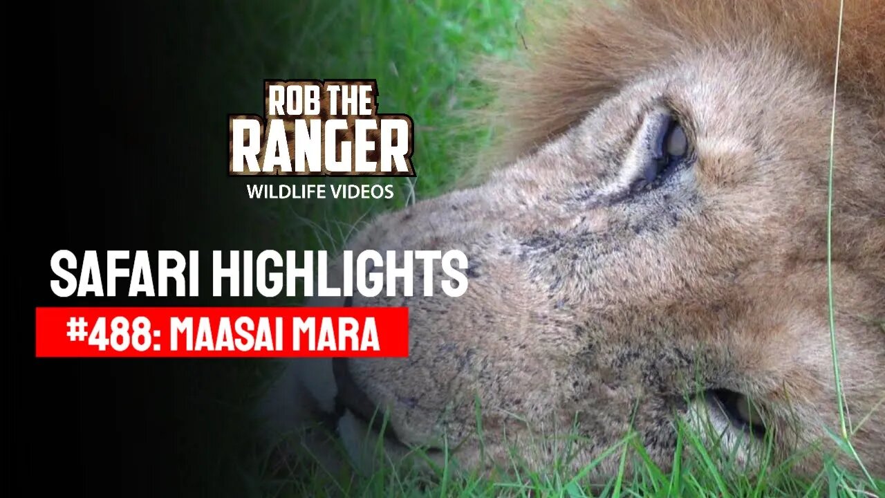 Safari Highlights #488: 27th March 2018 | Maasai Mara/Zebra Plains | Latest Wildlife Sightings