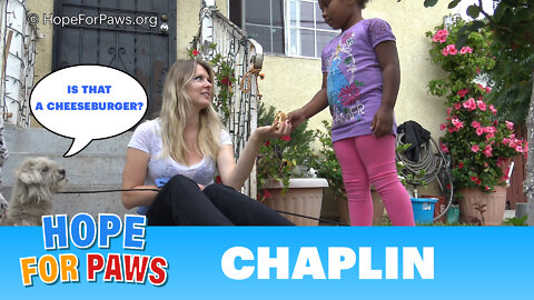 A young girl donates her cheeseburger to help us save a homeless dog.