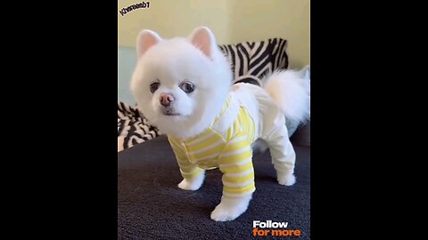 A*beautiful*dog's*styles*Dress_trending*video🦮😱