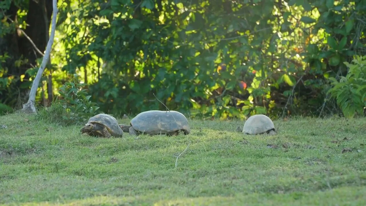 Group of south American Yellow-footed Tortoises in French Guiana zoo