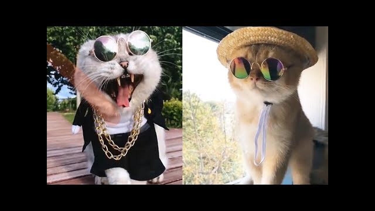 Aww cute cat videos funny Vol5❤️