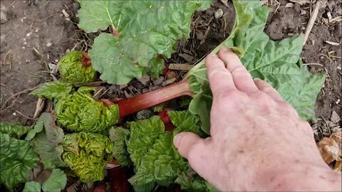 Rhubarb showing red and Tomatoes re-potted