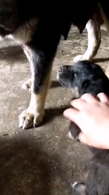 little pupy doesn't like touching 😂