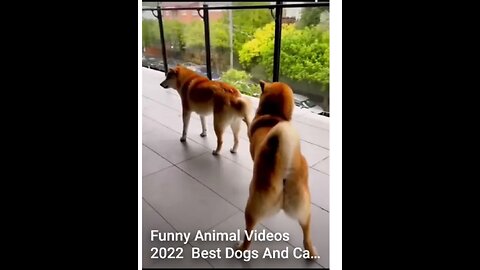 End Funny animal 2023 #shorts