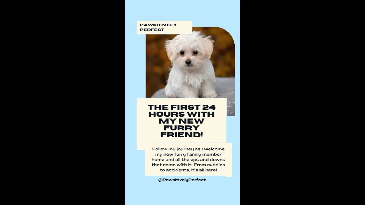 Puppy's First Day Home: A Heartwarming Tale
