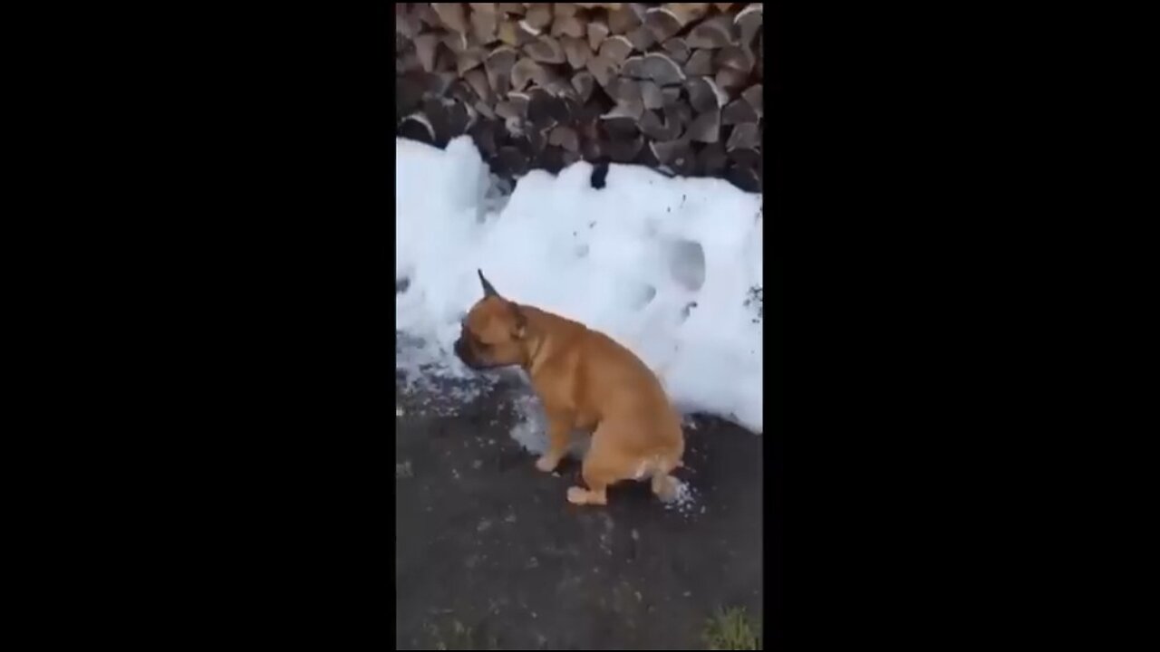 Try Not To Laugh Dogs And Cats