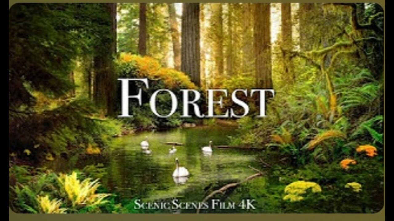 Forest In 4K - The Healing Power Of Nature Sounds | Forest Sounds | Scenic Relaxation Film