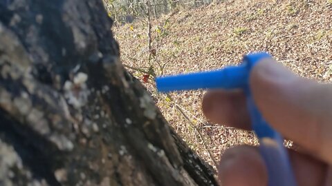 🍁 MAPLE SYRUP TAPPING 🍁